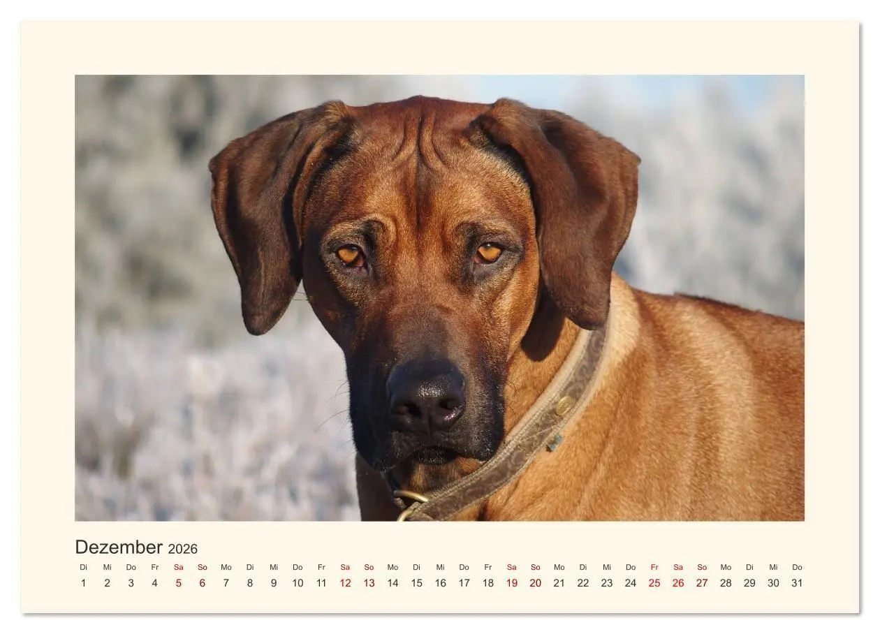 Bild: 9783457735572 | Rhodesian Ridgeback Power aus Südafrika (hochwertiger Premium...