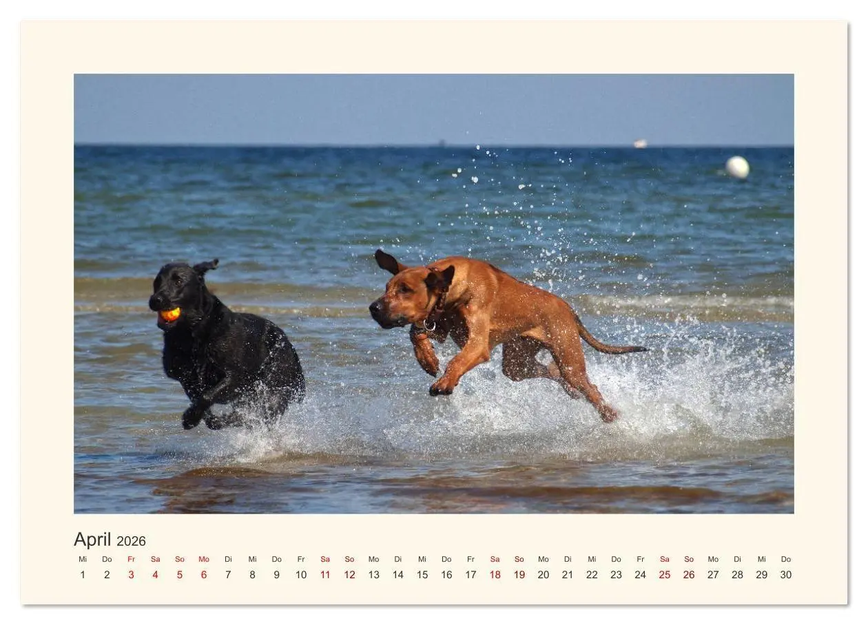 Bild: 9783457735572 | Rhodesian Ridgeback Power aus Südafrika (hochwertiger Premium...