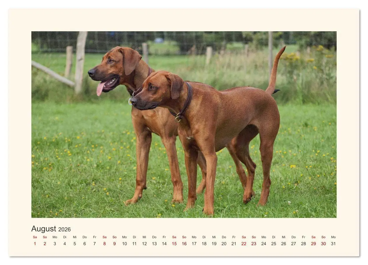 Bild: 9783457735572 | Rhodesian Ridgeback Power aus Südafrika (hochwertiger Premium...