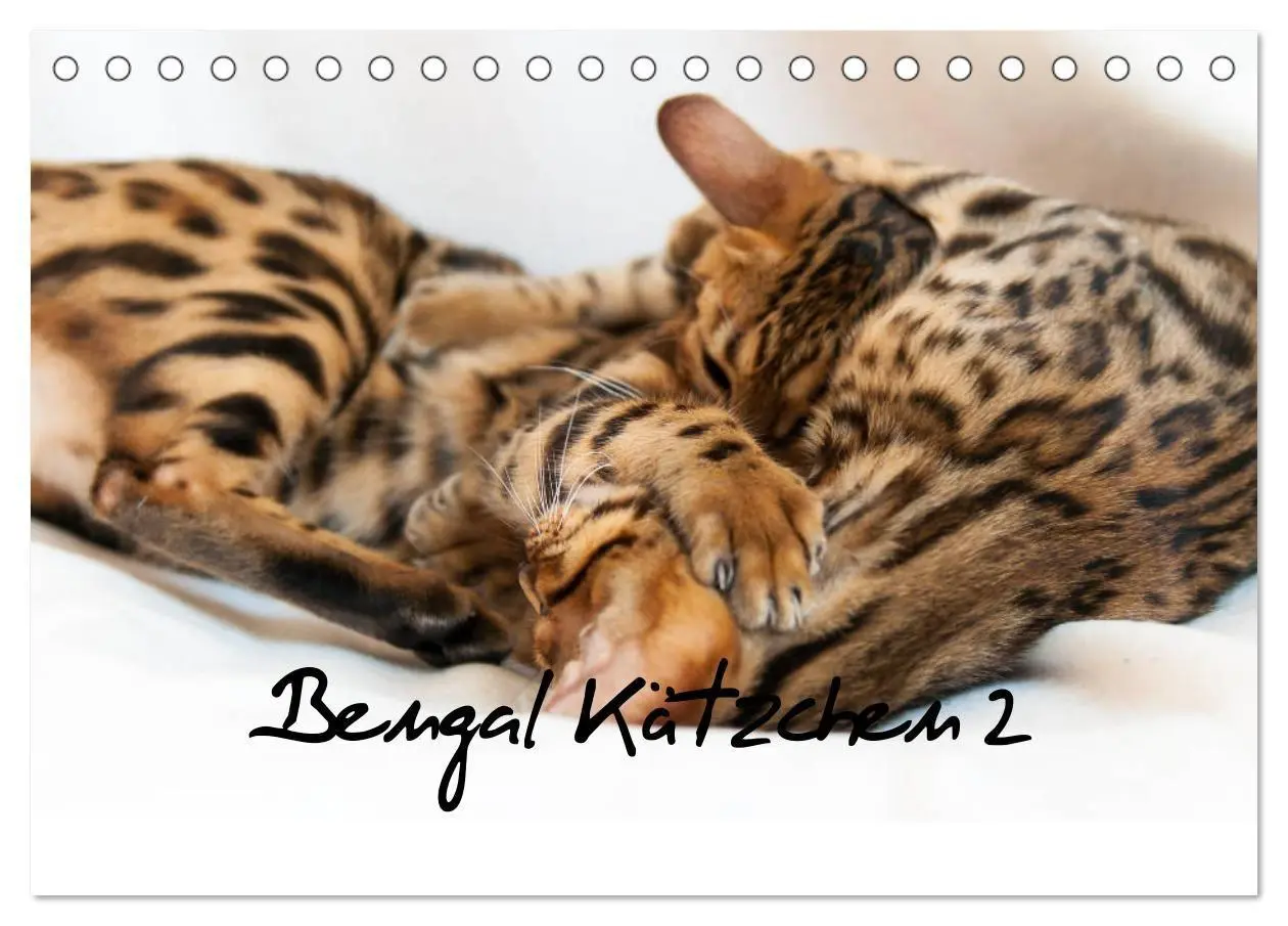 Cover: 9783569775572 | Bengal Kätzchen 2 (Tischkalender 2027 DIN A5 quer), CALVENDO...