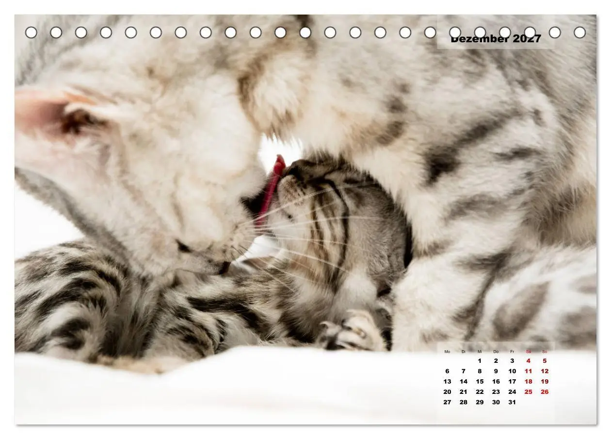 Bild: 9783569775572 | Bengal Kätzchen 2 (Tischkalender 2027 DIN A5 quer), CALVENDO...