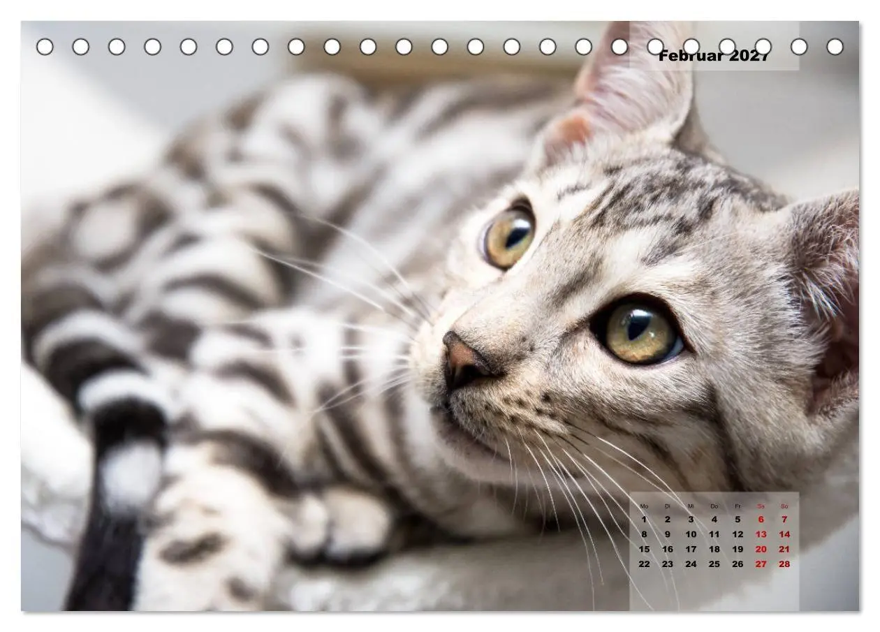 Bild: 9783569775572 | Bengal Kätzchen 2 (Tischkalender 2027 DIN A5 quer), CALVENDO...