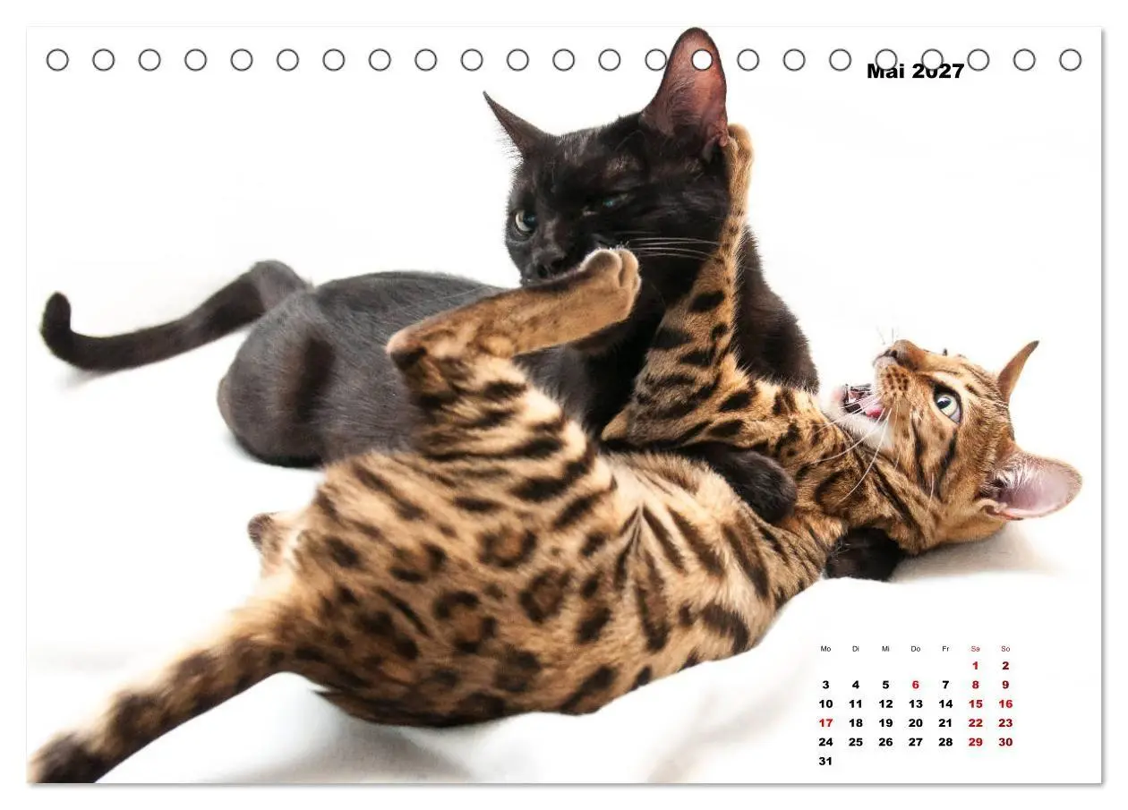 Bild: 9783569775572 | Bengal Kätzchen 2 (Tischkalender 2027 DIN A5 quer), CALVENDO...