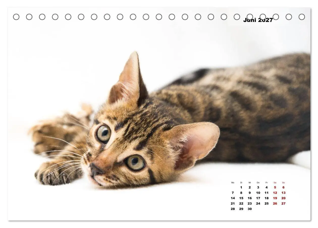 Bild: 9783569775572 | Bengal Kätzchen 2 (Tischkalender 2027 DIN A5 quer), CALVENDO...