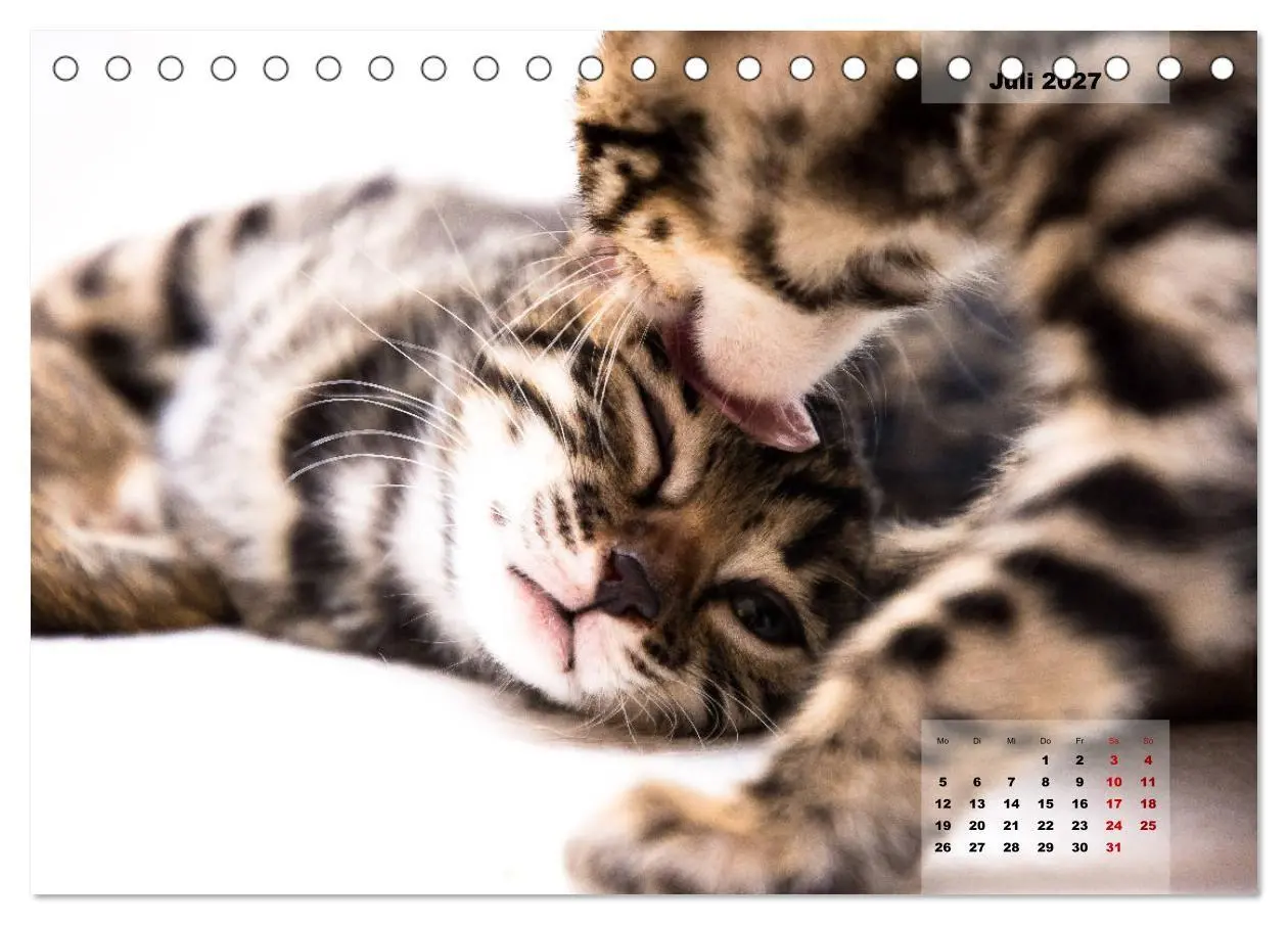 Bild: 9783569775572 | Bengal Kätzchen 2 (Tischkalender 2027 DIN A5 quer), CALVENDO...