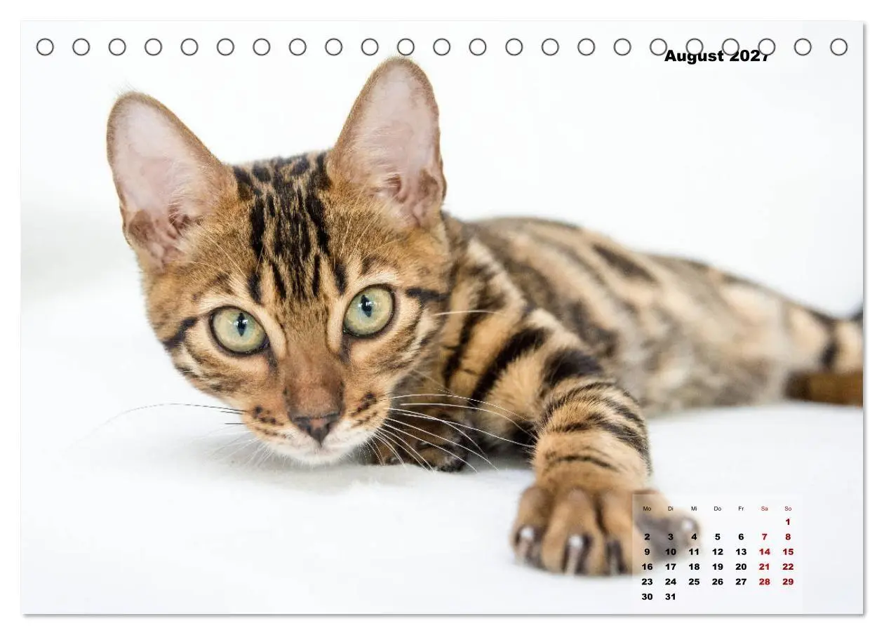 Bild: 9783569775572 | Bengal Kätzchen 2 (Tischkalender 2027 DIN A5 quer), CALVENDO...