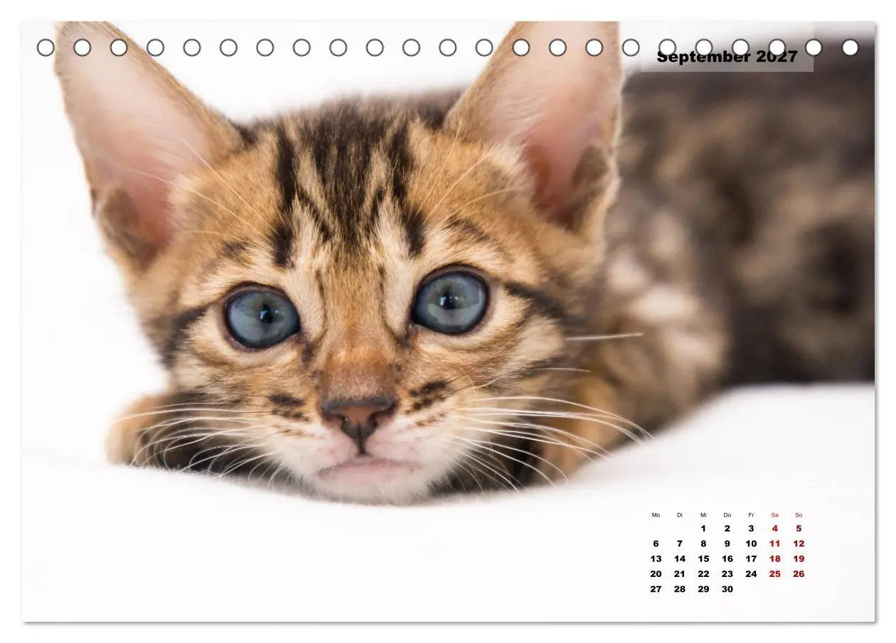 Bild: 9783569775572 | Bengal Kätzchen 2 (Tischkalender 2027 DIN A5 quer), CALVENDO...
