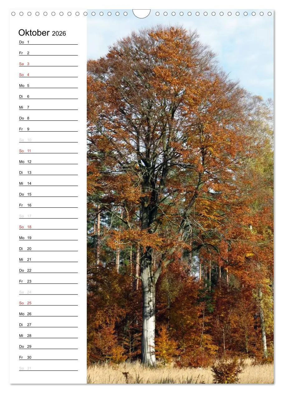 Bild: 9783516425772 | Land Brandenburg im Wechsel der Jahreszeiten (Wandkalender 2026 DIN...