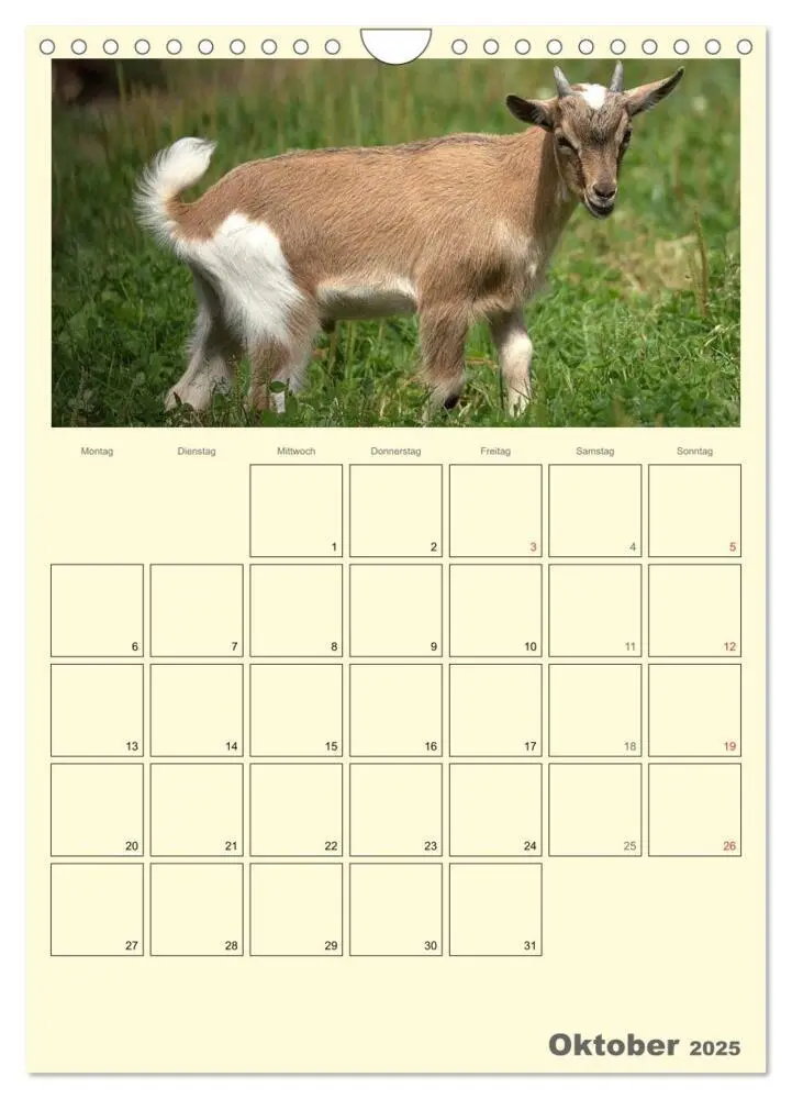 Bild: 9783457015872 | Zwergziegen (Wandkalender 2025 DIN A4 hoch), CALVENDO Monatskalender
