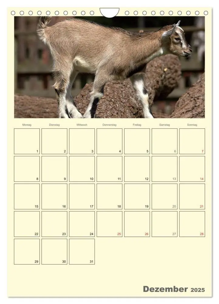 Bild: 9783457015872 | Zwergziegen (Wandkalender 2025 DIN A4 hoch), CALVENDO Monatskalender