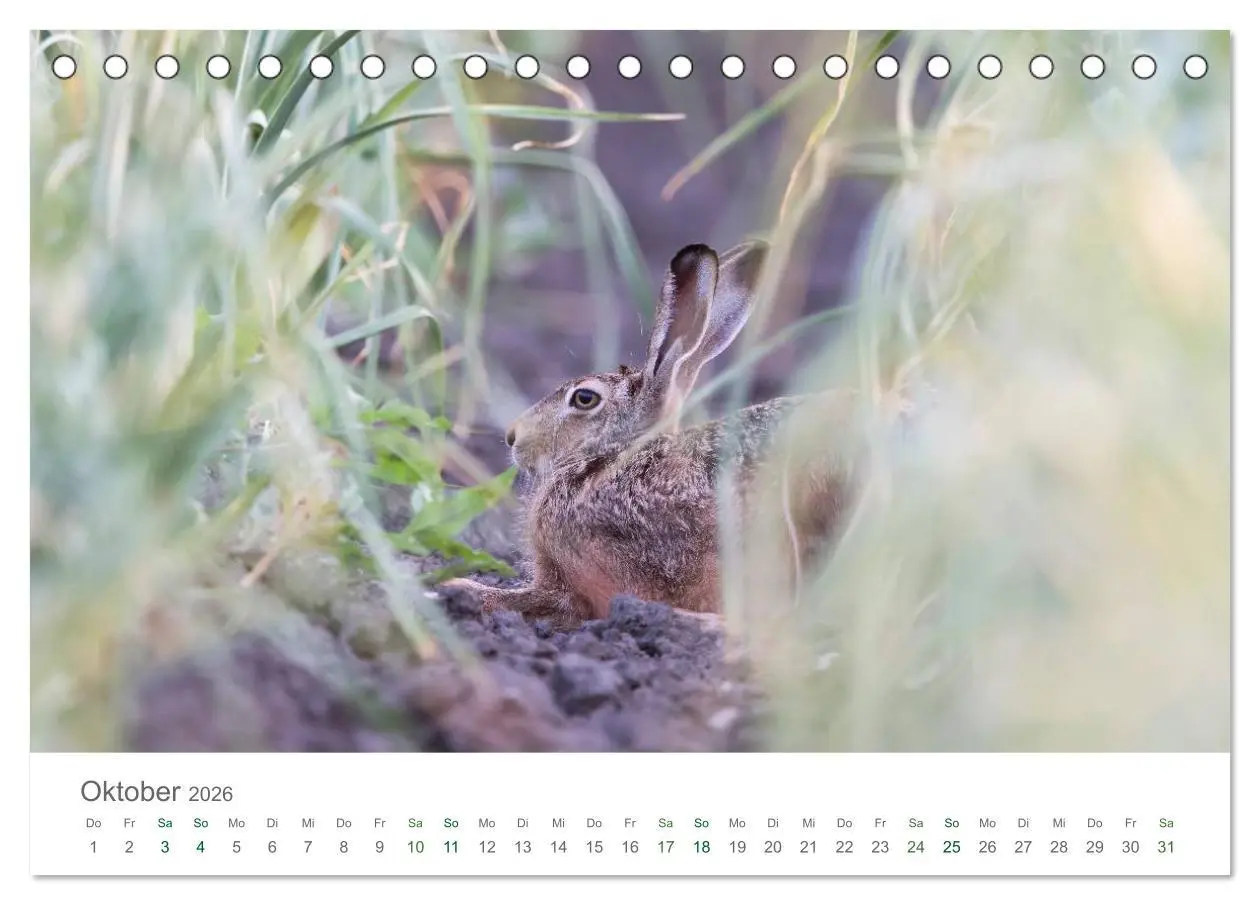 Bild: 9783516035872 | Feldhasen - dem Langohr auf der Spur (Tischkalender 2026 DIN A5...