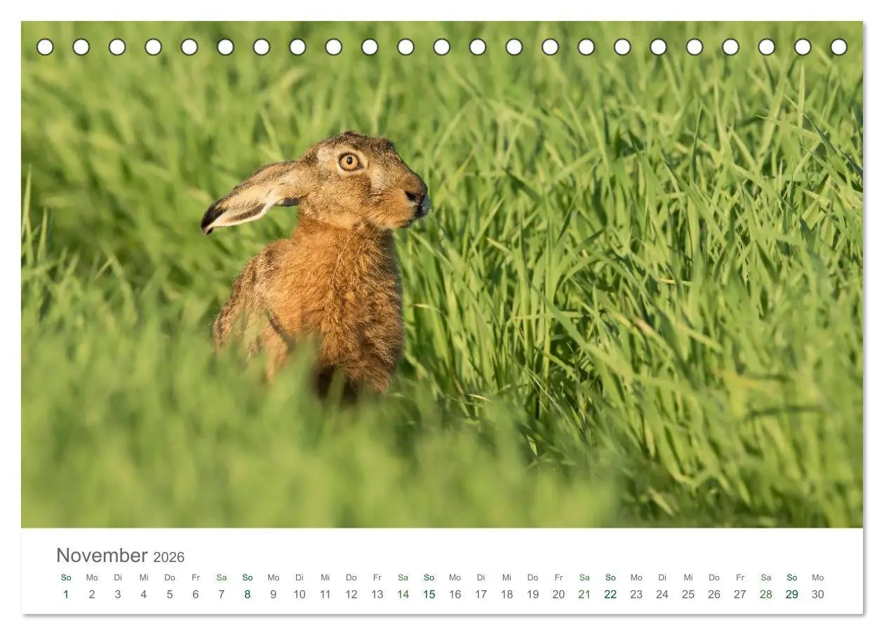 Bild: 9783516035872 | Feldhasen - dem Langohr auf der Spur (Tischkalender 2026 DIN A5...