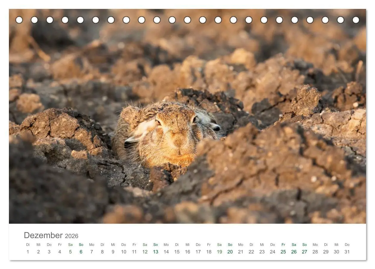 Bild: 9783516035872 | Feldhasen - dem Langohr auf der Spur (Tischkalender 2026 DIN A5...