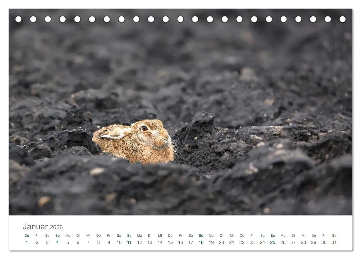 Bild: 9783516035872 | Feldhasen - dem Langohr auf der Spur (Tischkalender 2026 DIN A5...