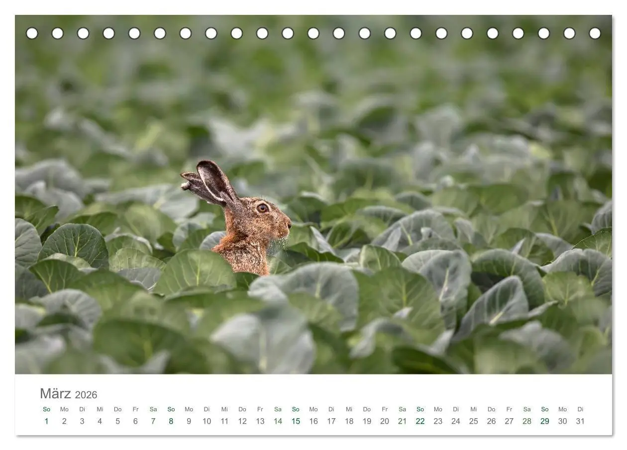 Bild: 9783516035872 | Feldhasen - dem Langohr auf der Spur (Tischkalender 2026 DIN A5...