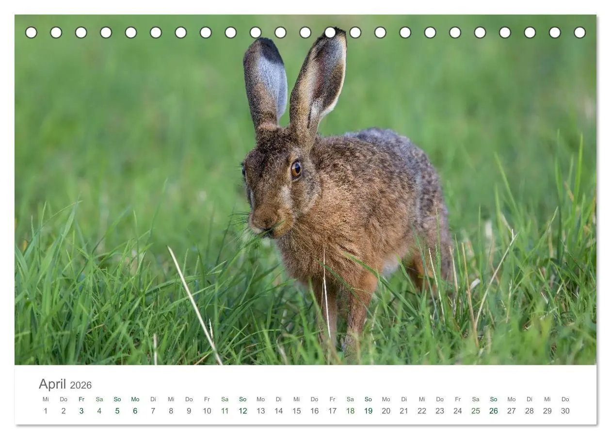 Bild: 9783516035872 | Feldhasen - dem Langohr auf der Spur (Tischkalender 2026 DIN A5...