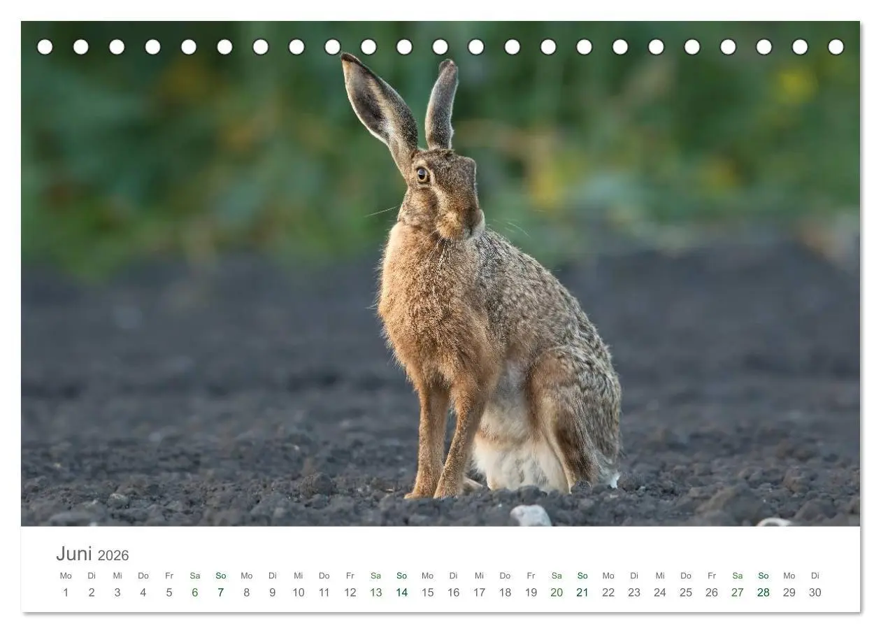Bild: 9783516035872 | Feldhasen - dem Langohr auf der Spur (Tischkalender 2026 DIN A5...