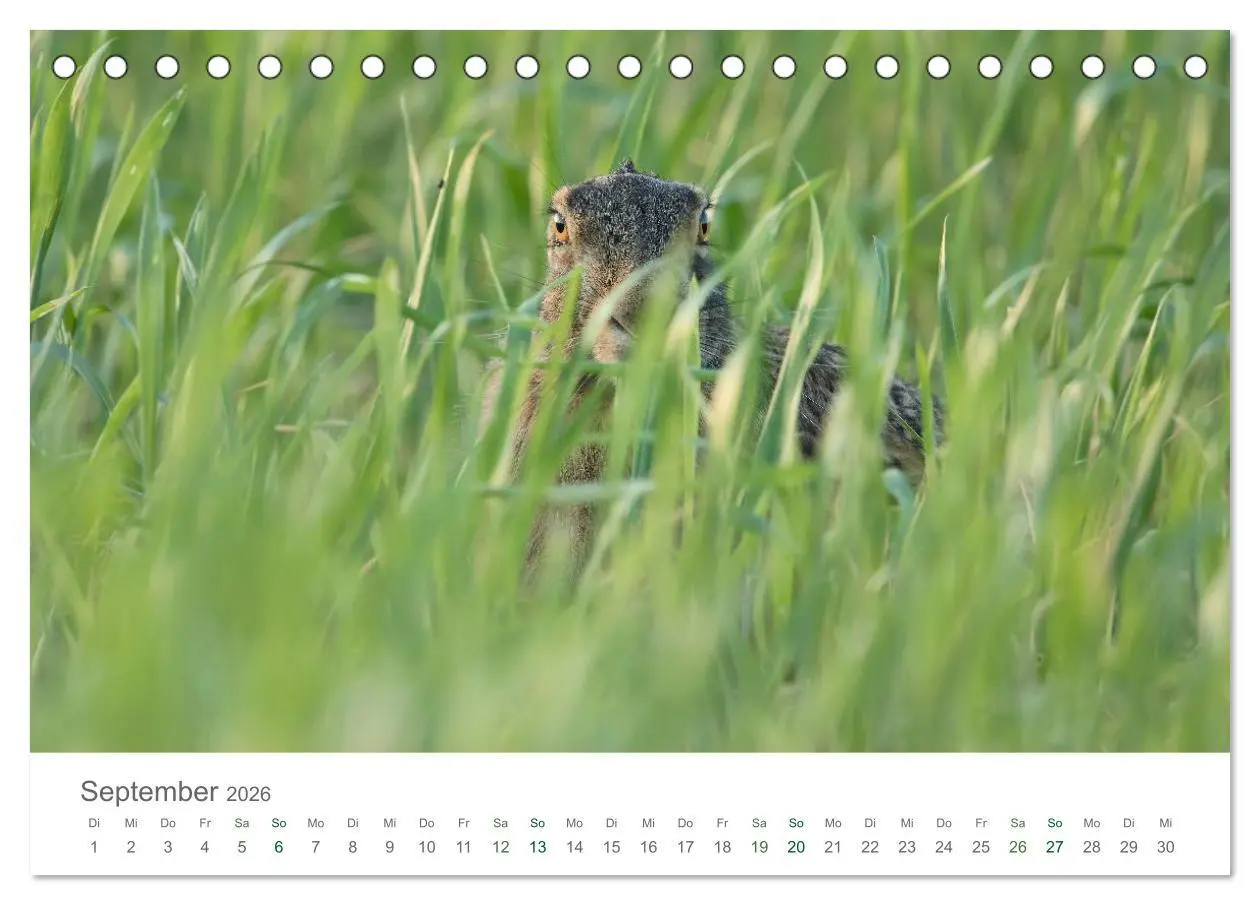 Bild: 9783516035872 | Feldhasen - dem Langohr auf der Spur (Tischkalender 2026 DIN A5...