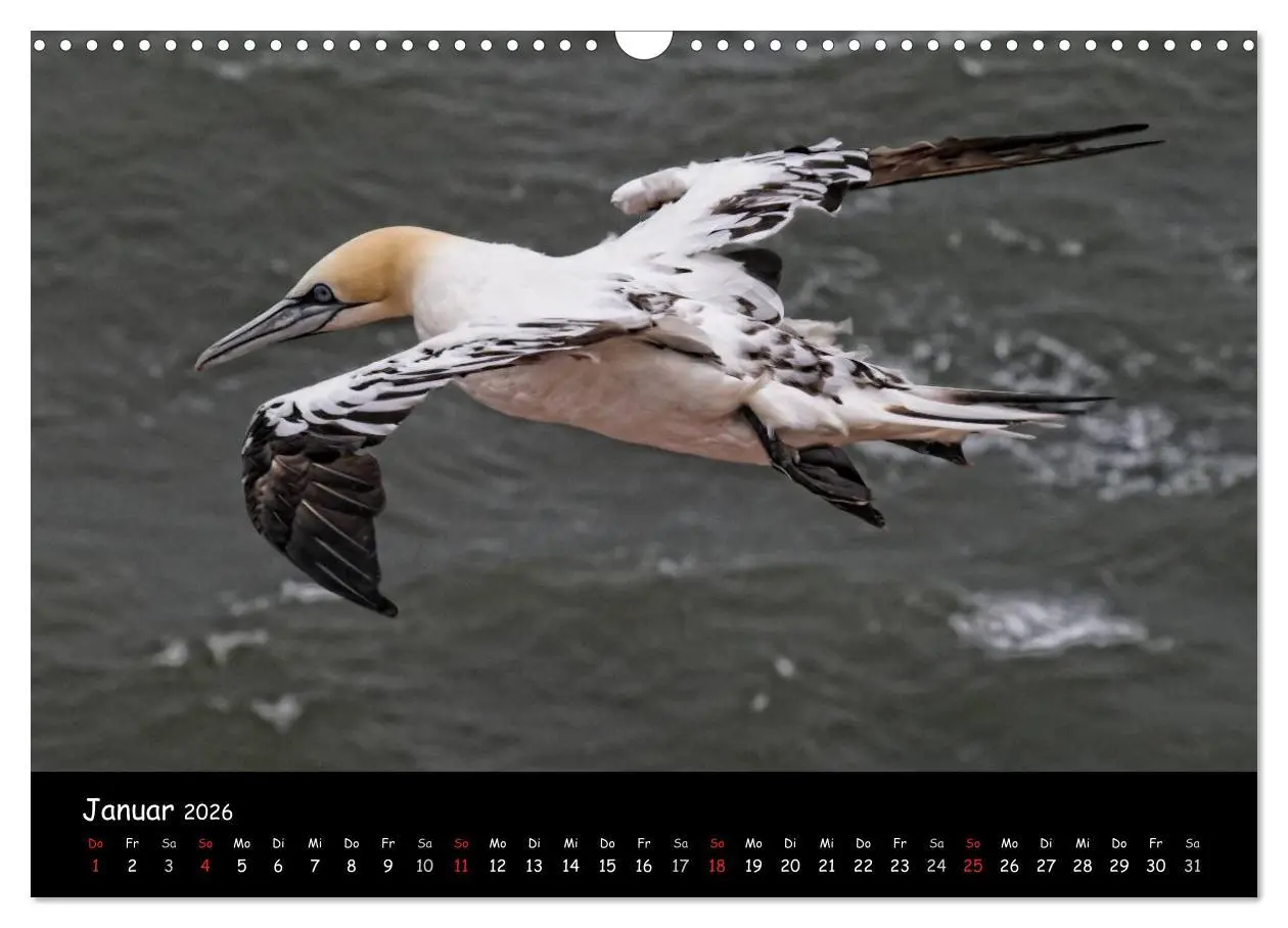 Bild: 9783516186772 | Helgoland und die Düne (Wandkalender 2026 DIN A3 quer), CALVENDO...