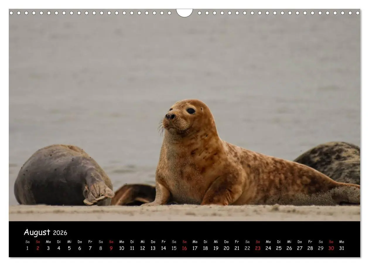 Bild: 9783516186772 | Helgoland und die Düne (Wandkalender 2026 DIN A3 quer), CALVENDO...