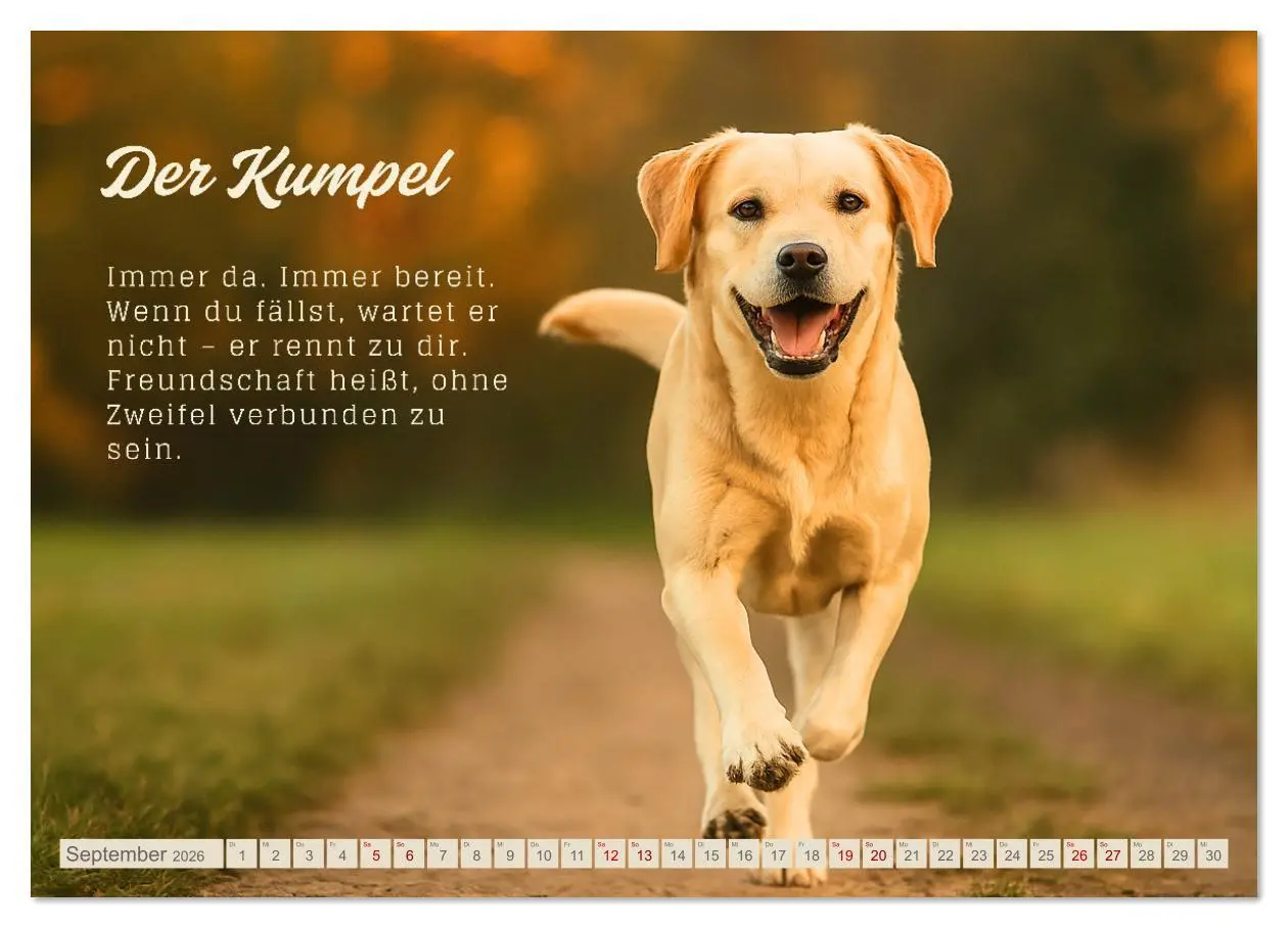 Bild: 9783516636772 | Hunde mit Charakter (Wandkalender 2026 DIN A3 quer), CALVENDO...