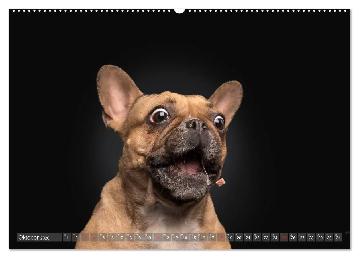 Bild: 9783457836972 | Fang das Leckerlie (Wandkalender 2026 DIN A2 quer), CALVENDO...