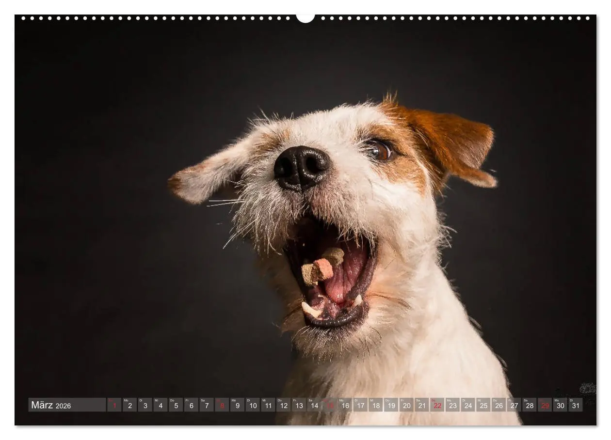 Bild: 9783457836972 | Fang das Leckerlie (Wandkalender 2026 DIN A2 quer), CALVENDO...