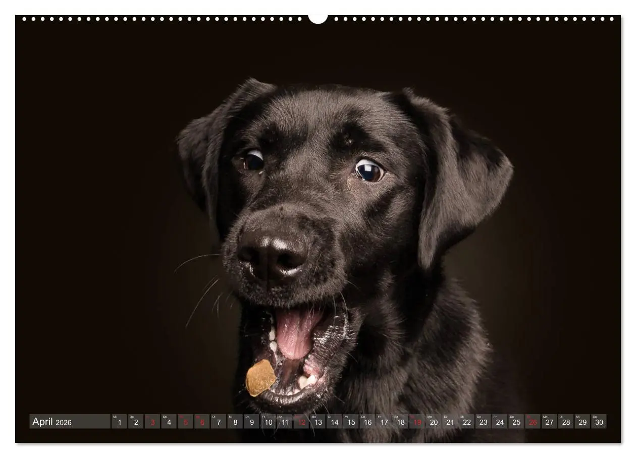 Bild: 9783457836972 | Fang das Leckerlie (Wandkalender 2026 DIN A2 quer), CALVENDO...