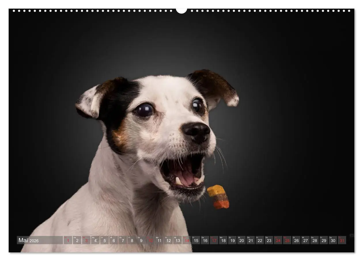 Bild: 9783457836972 | Fang das Leckerlie (Wandkalender 2026 DIN A2 quer), CALVENDO...