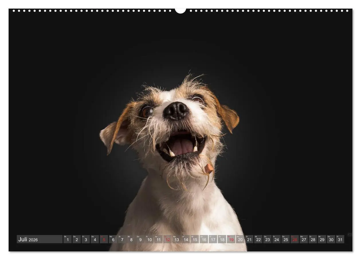 Bild: 9783457836972 | Fang das Leckerlie (Wandkalender 2026 DIN A2 quer), CALVENDO...