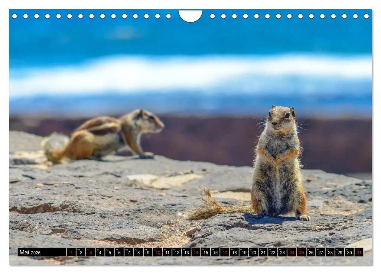 Bild: 9783516236972 | Fuerteventura - Hart am Wind (Wandkalender 2026 DIN A4 quer),...