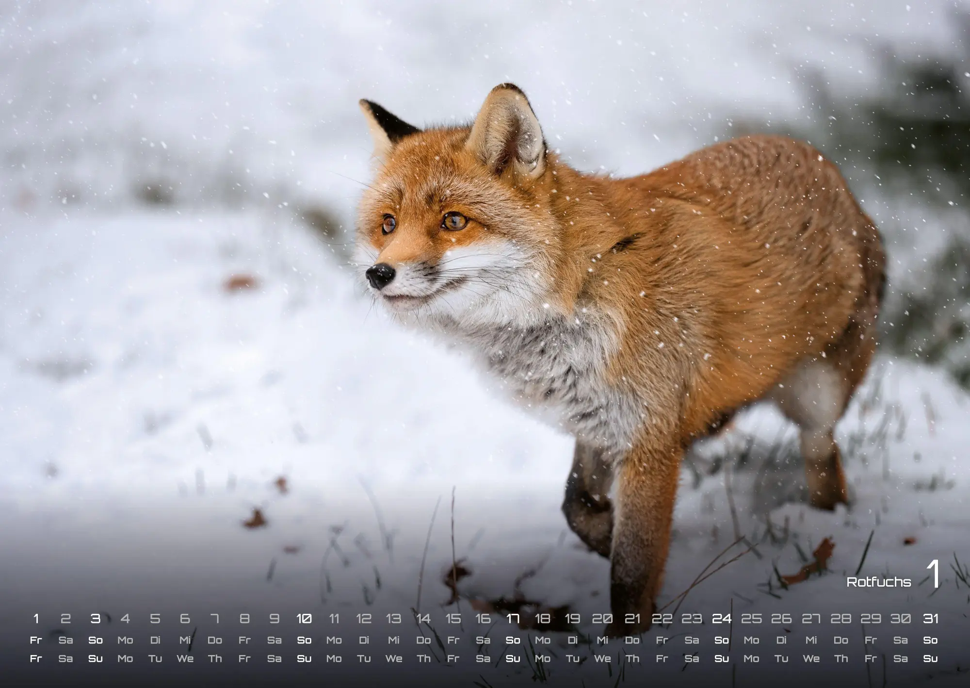 Bild: 9783986736972 | Waldtiere - Heimische Waldbewohner - Der Tierkalender - 2027 -...