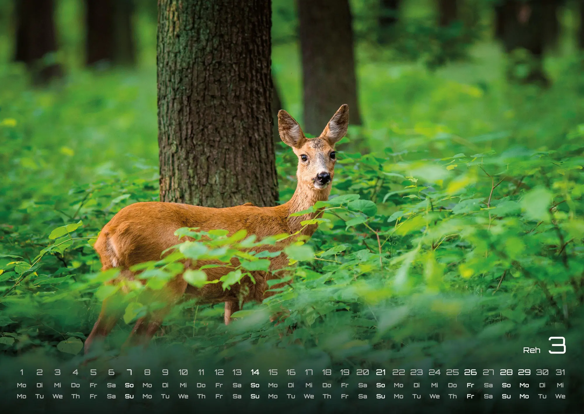 Bild: 9783986736972 | Waldtiere - Heimische Waldbewohner - Der Tierkalender - 2027 -...