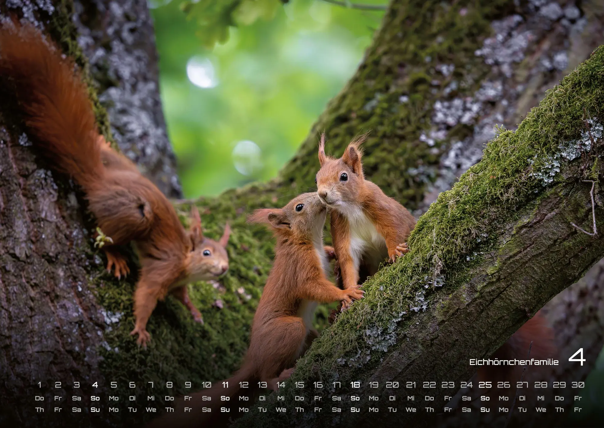 Bild: 9783986736972 | Waldtiere - Heimische Waldbewohner - Der Tierkalender - 2027 -...