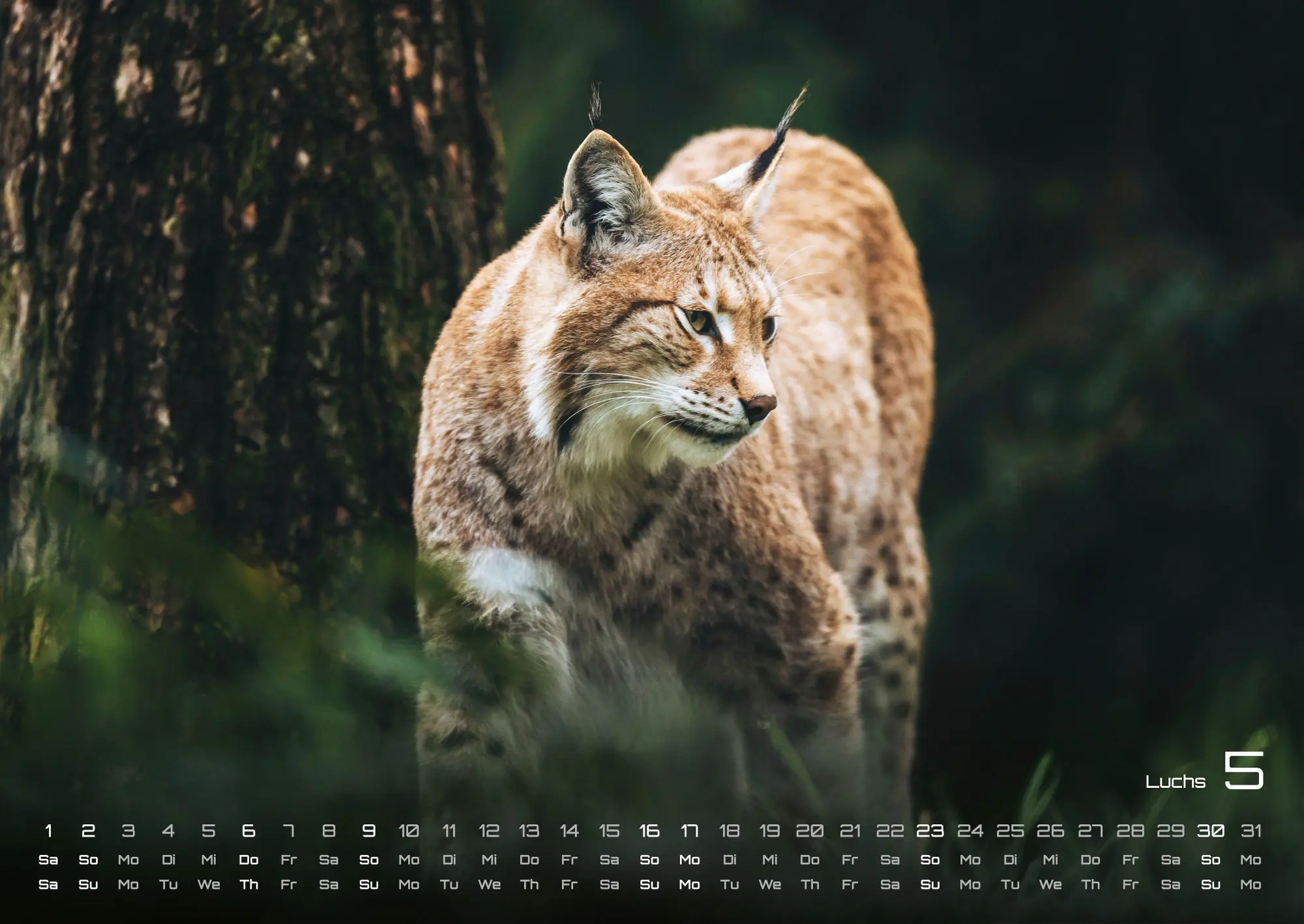 Bild: 9783986736972 | Waldtiere - Heimische Waldbewohner - Der Tierkalender - 2027 -...