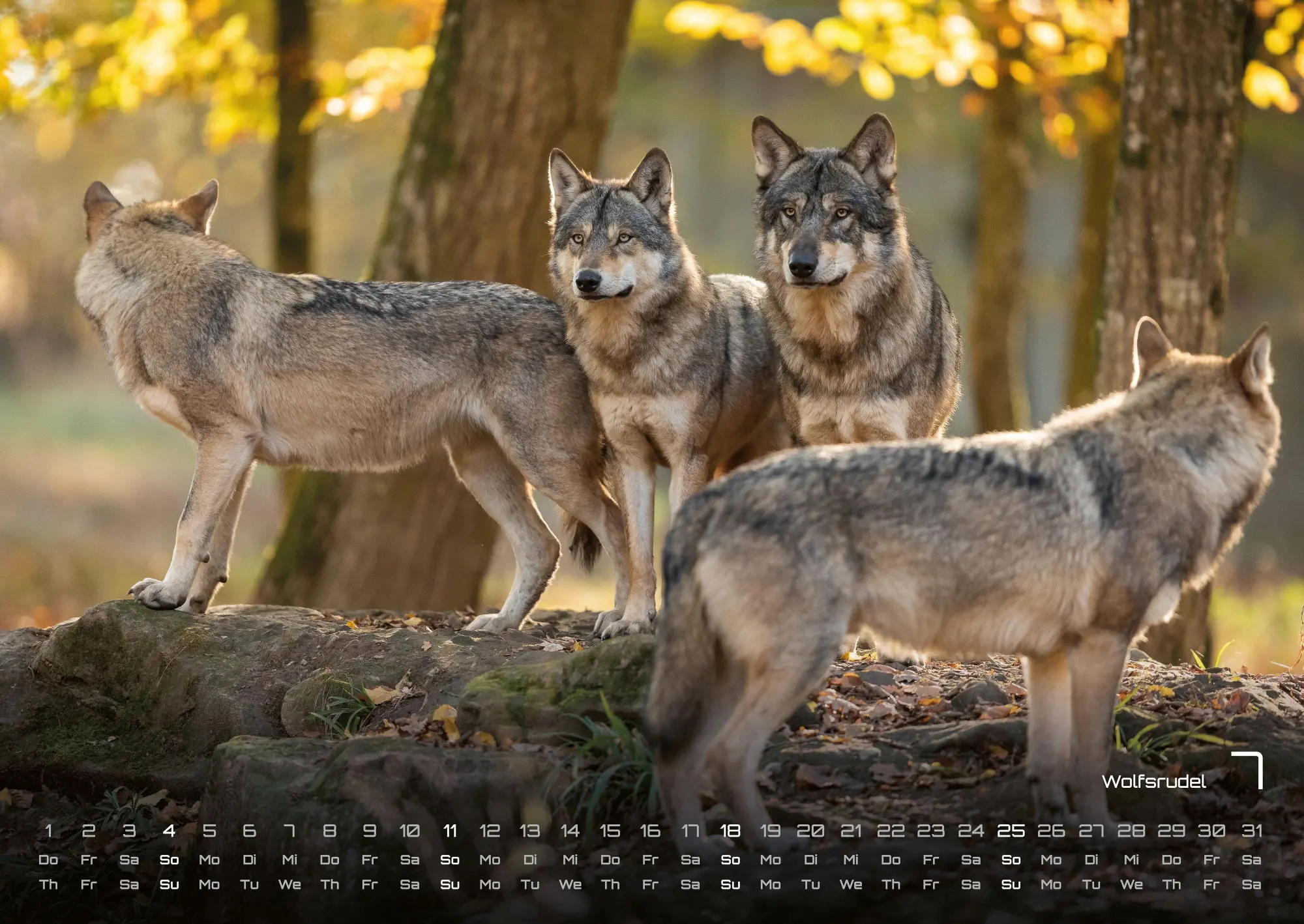 Bild: 9783986736972 | Waldtiere - Heimische Waldbewohner - Der Tierkalender - 2027 -...