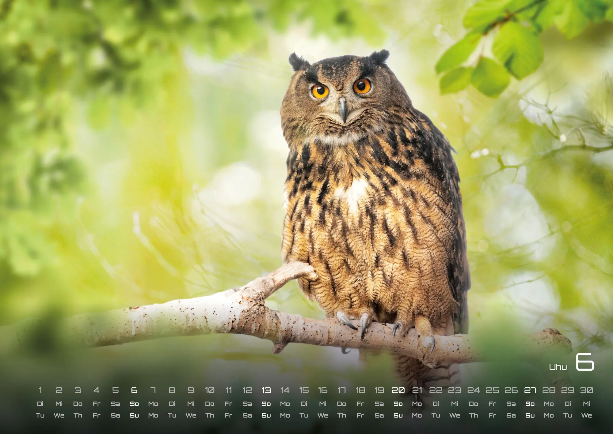 Bild: 9783986736972 | Waldtiere - Heimische Waldbewohner - Der Tierkalender - 2027 -...