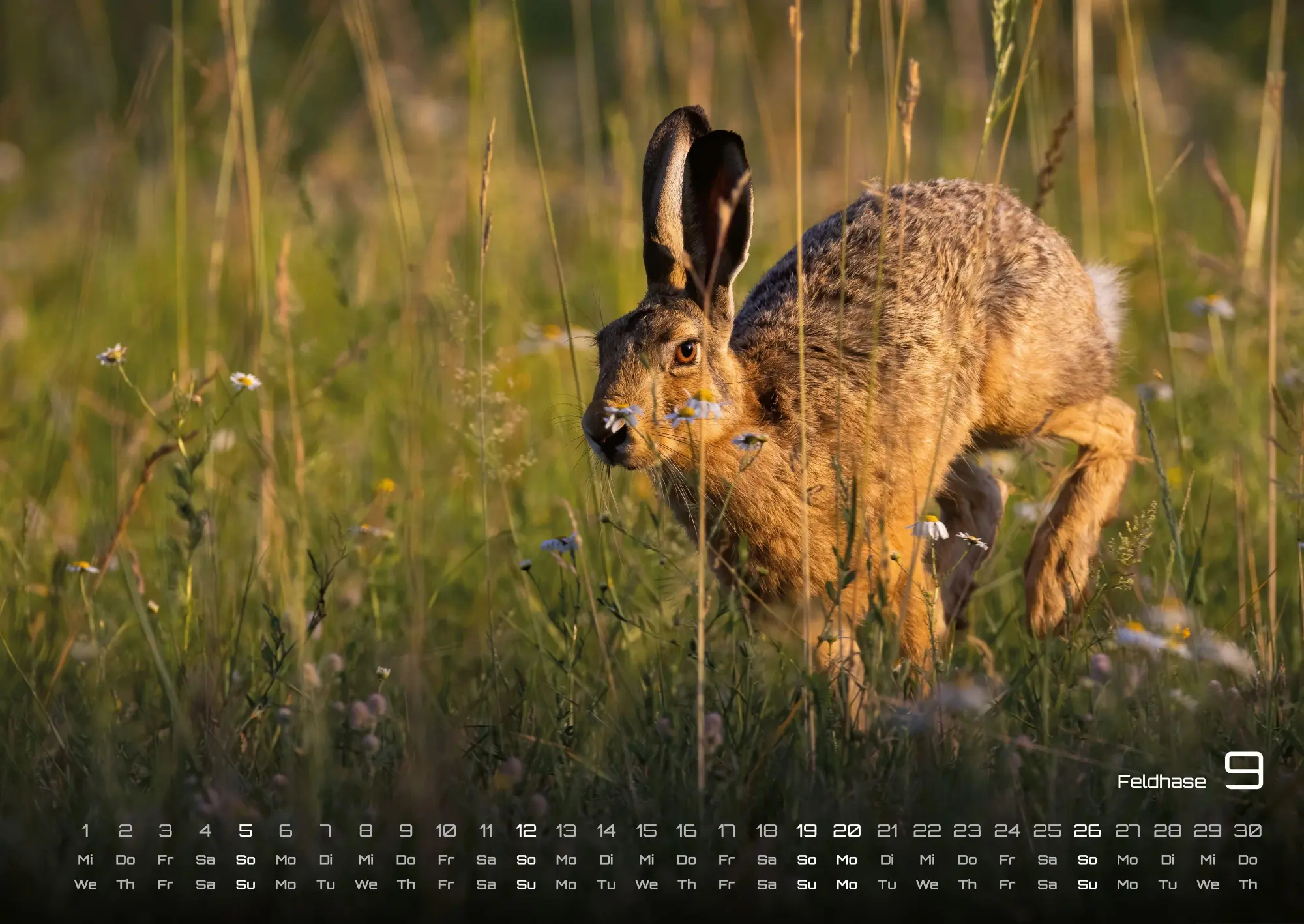 Bild: 9783986736972 | Waldtiere - Heimische Waldbewohner - Der Tierkalender - 2027 -...