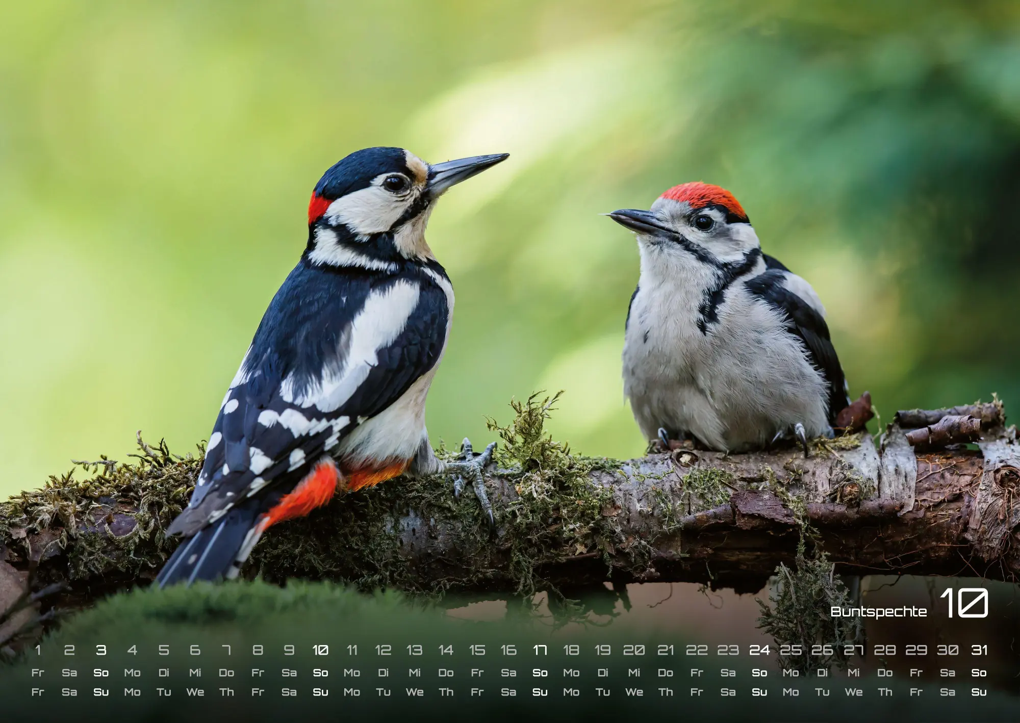 Bild: 9783986736972 | Waldtiere - Heimische Waldbewohner - Der Tierkalender - 2027 -...
