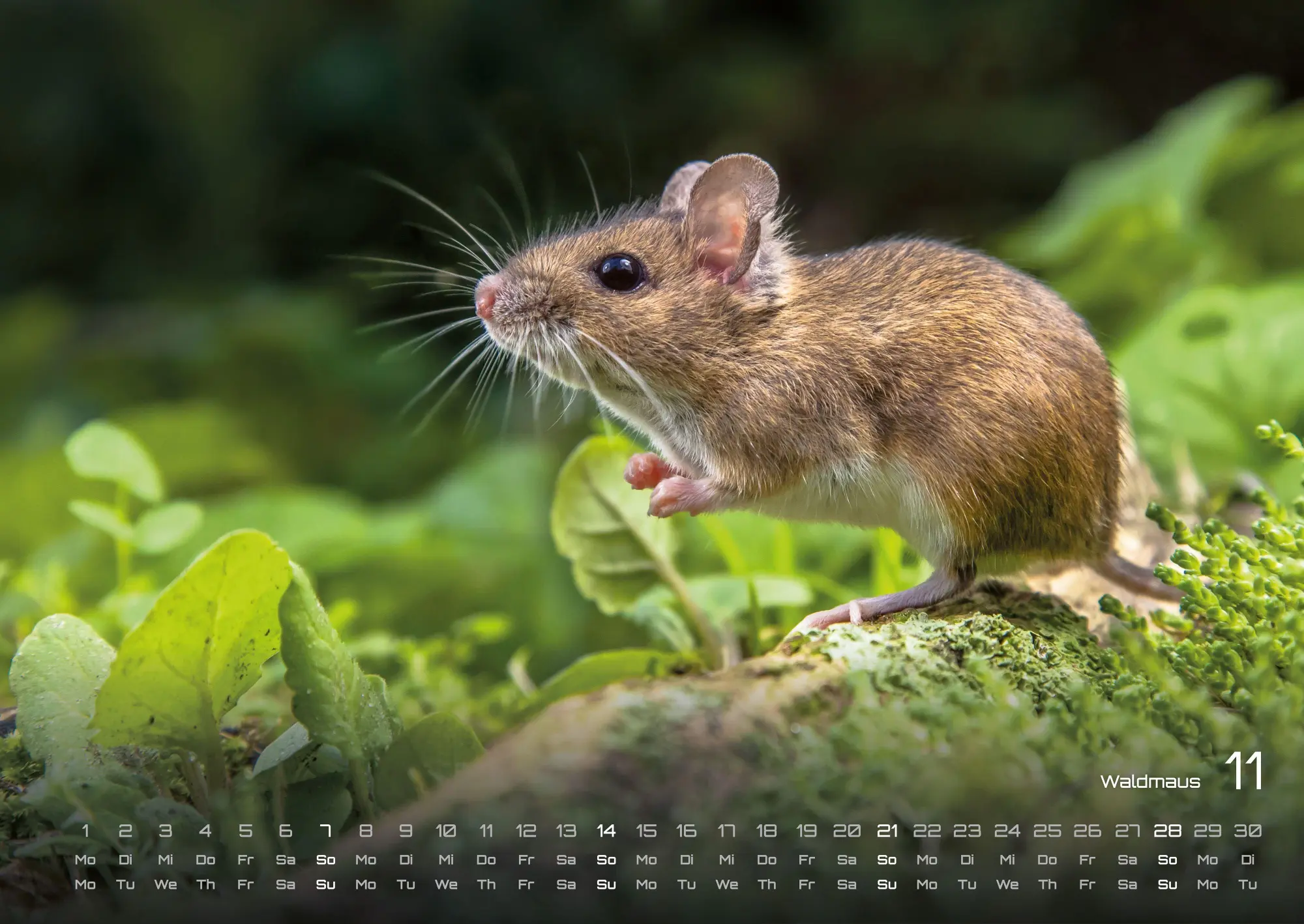 Bild: 9783986736972 | Waldtiere - Heimische Waldbewohner - Der Tierkalender - 2027 -...