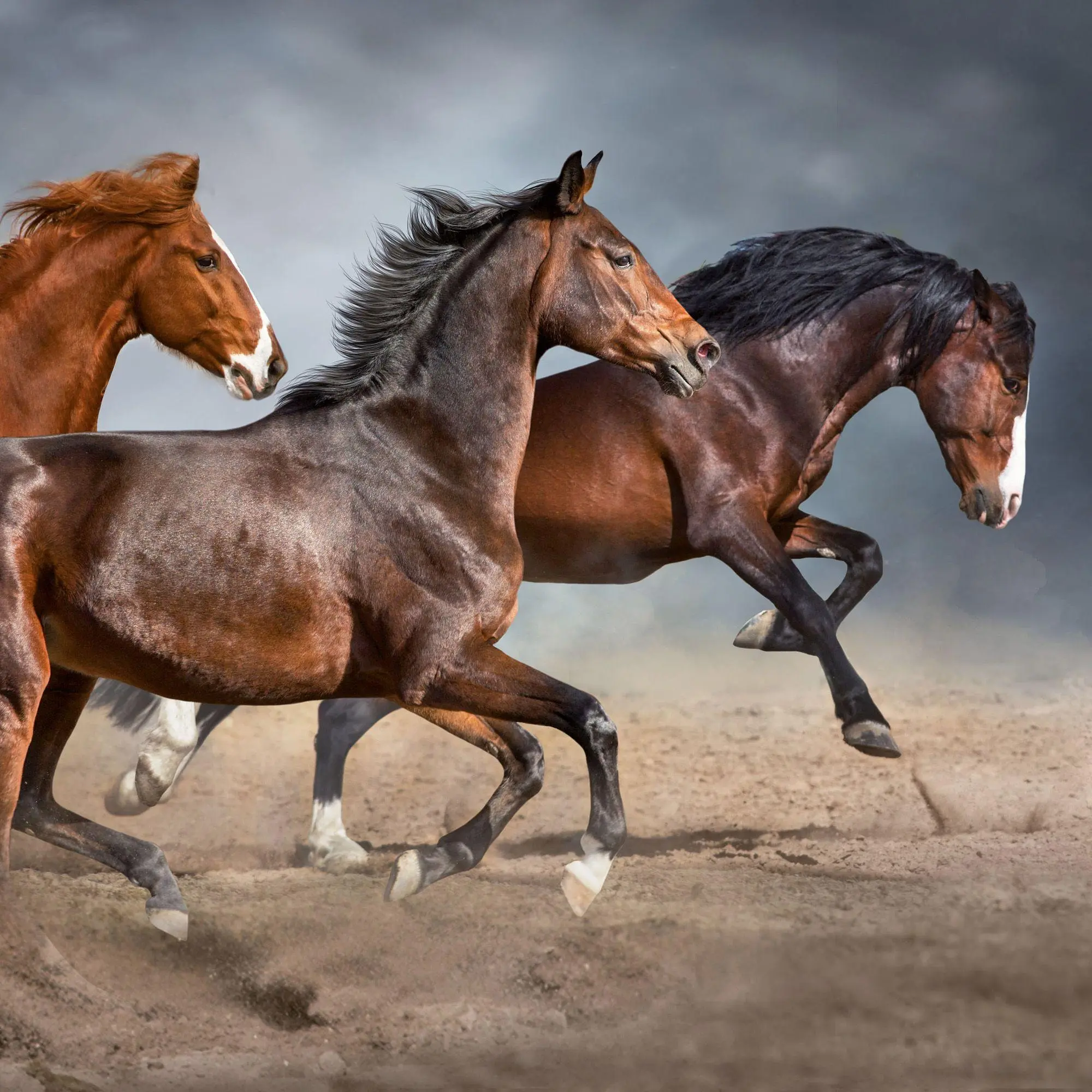 Bild: 9783959297172 | Pferde / Horses 2027 | Kalender 2027 | Kalender | Artwork Edition