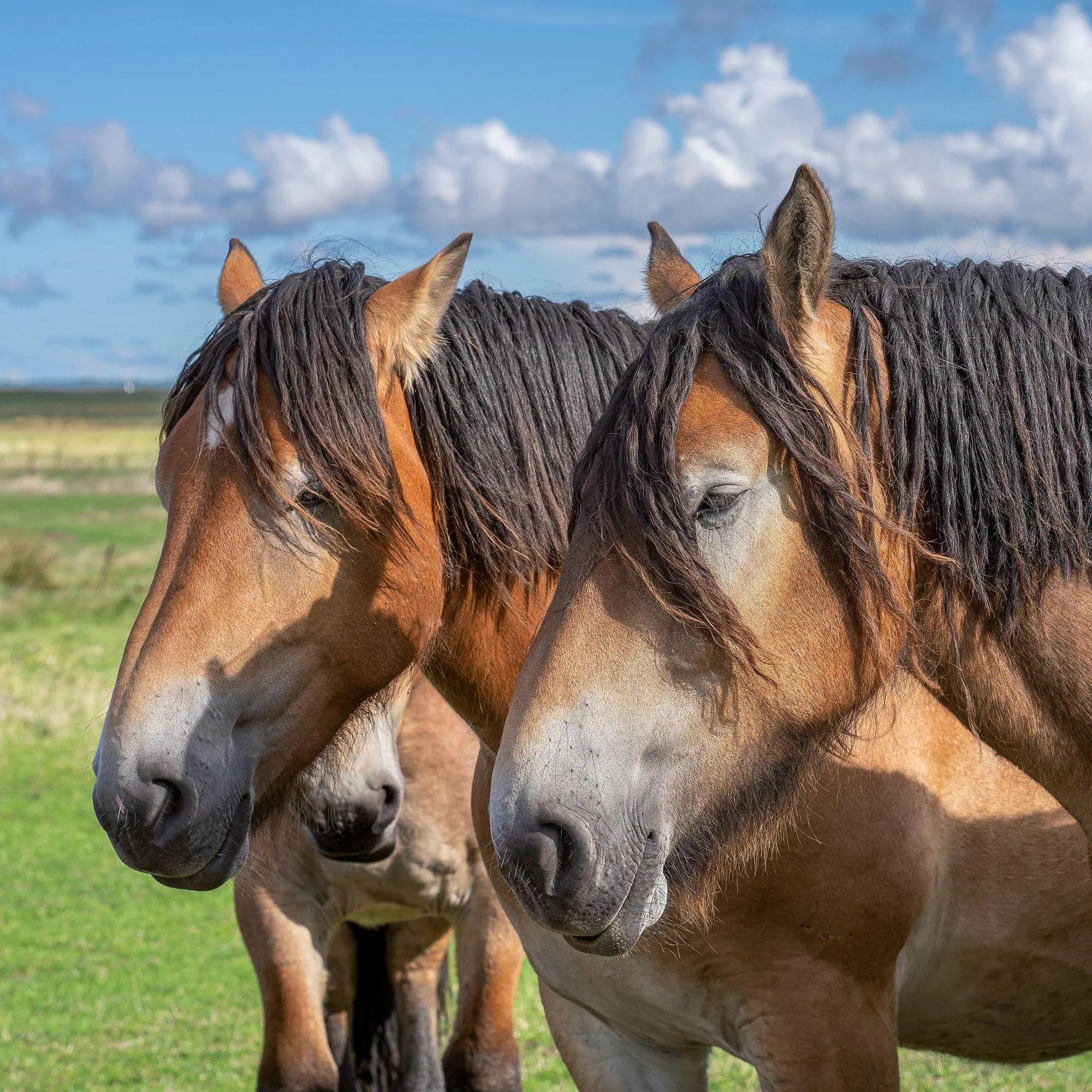 Bild: 9783959297172 | Pferde / Horses 2027 | Kalender 2027 | Kalender | Artwork Edition