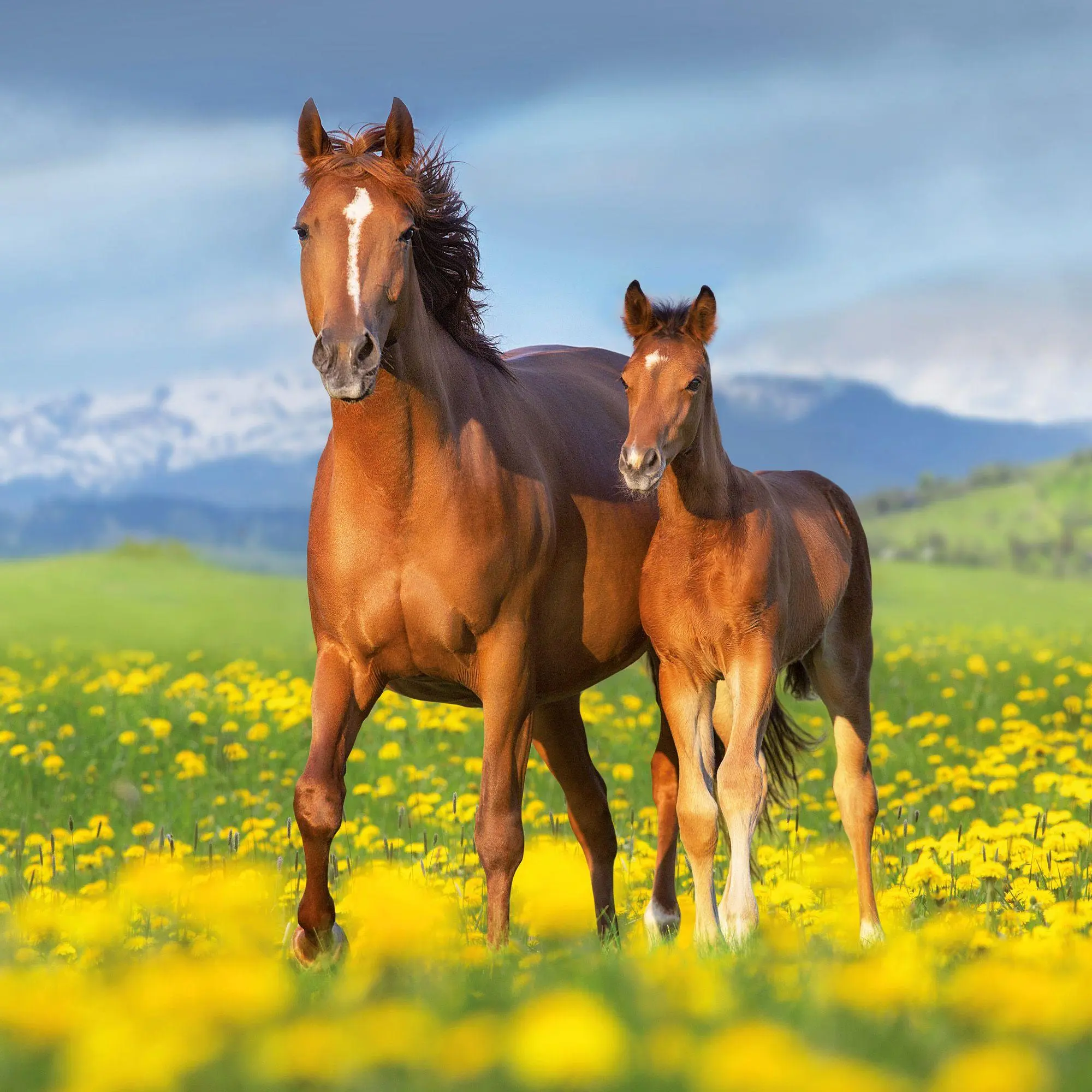 Bild: 9783959297172 | Pferde / Horses 2027 | Kalender 2027 | Kalender | Artwork Edition