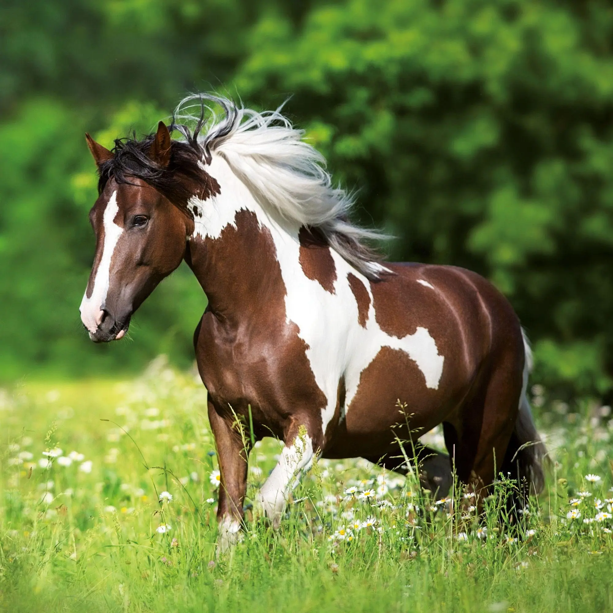 Bild: 9783959297172 | Pferde / Horses 2027 | Kalender 2027 | Kalender | Artwork Edition