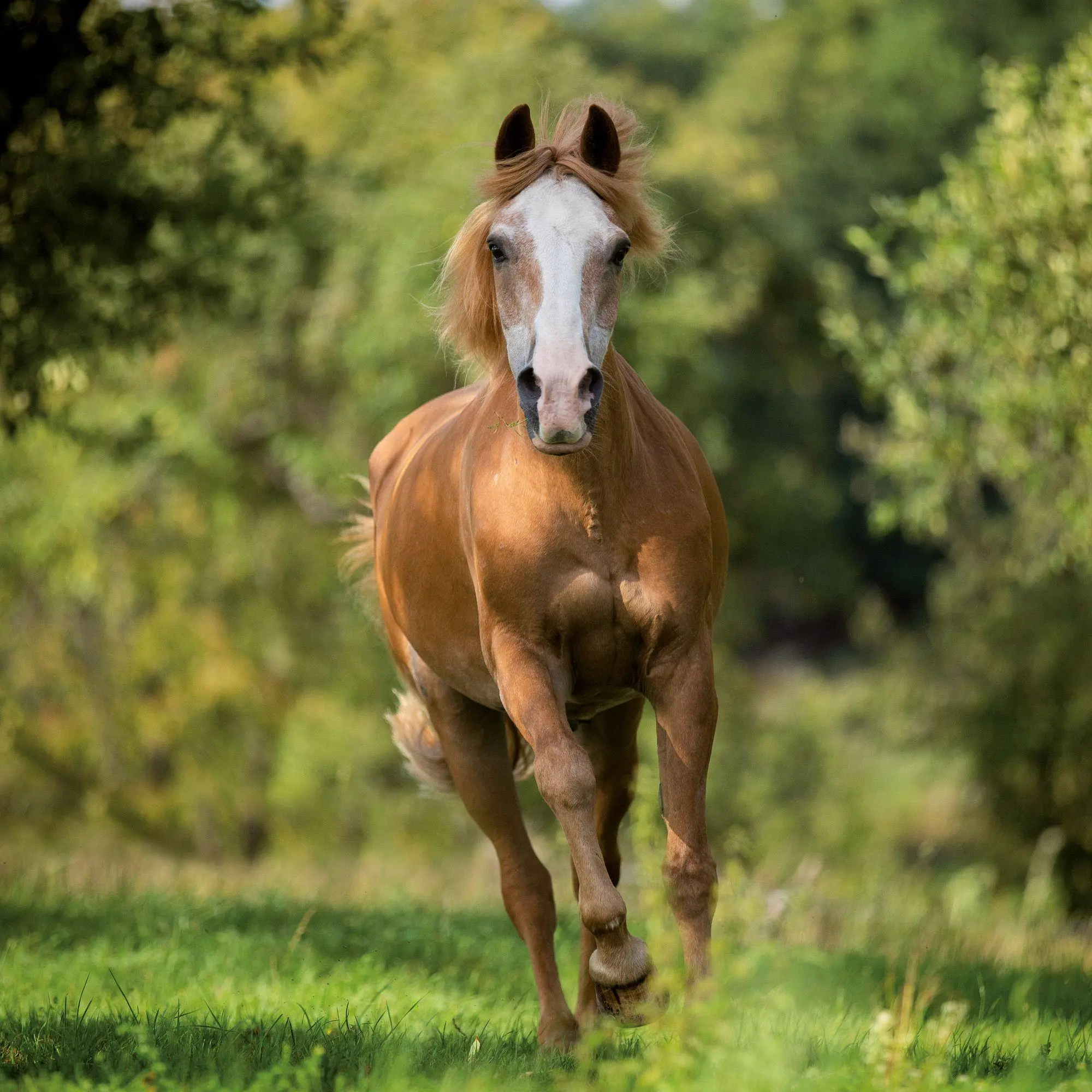 Bild: 9783959297172 | Pferde / Horses 2027 | Kalender 2027 | Kalender | Artwork Edition