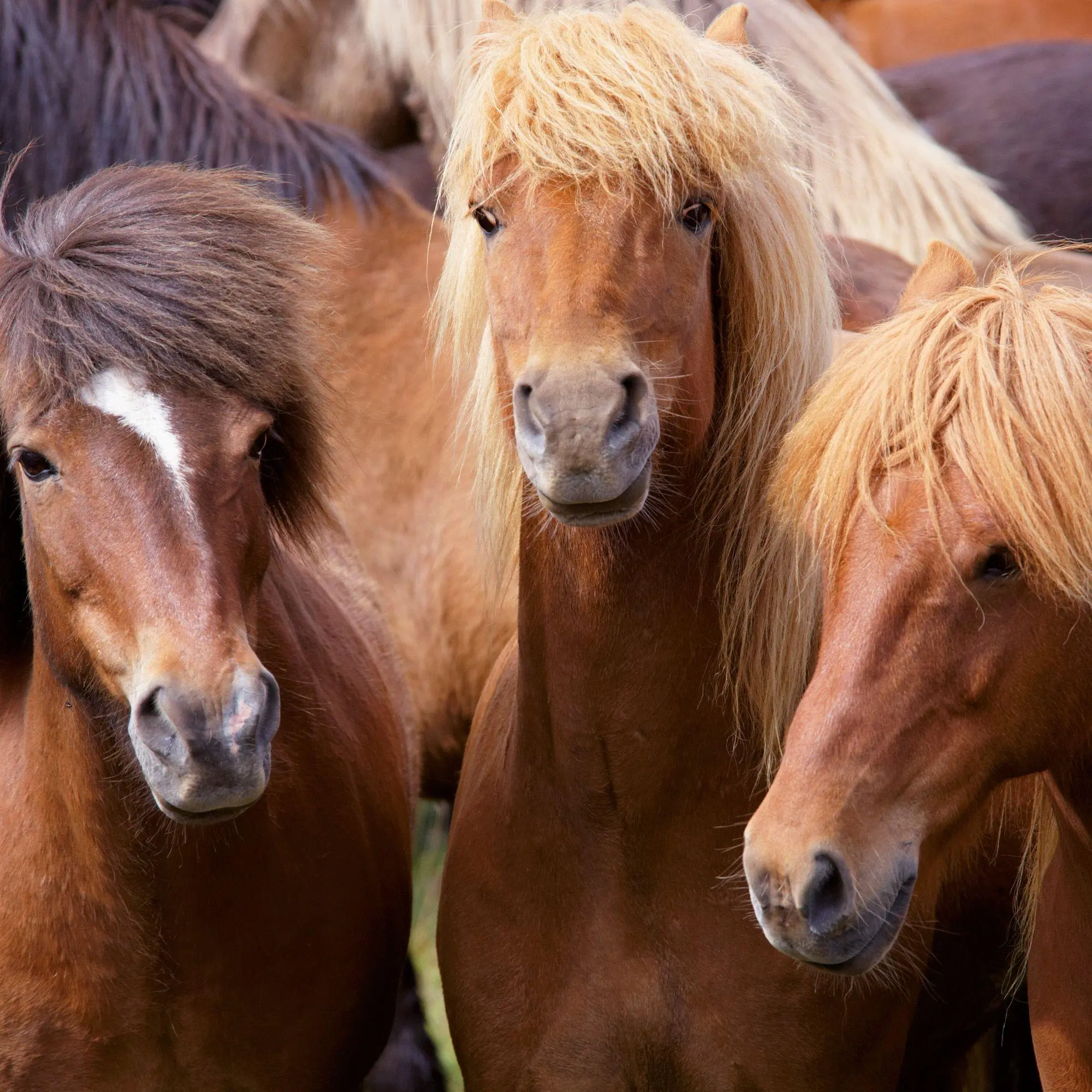 Bild: 9783959297172 | Pferde / Horses 2027 | Kalender 2027 | Kalender | Artwork Edition