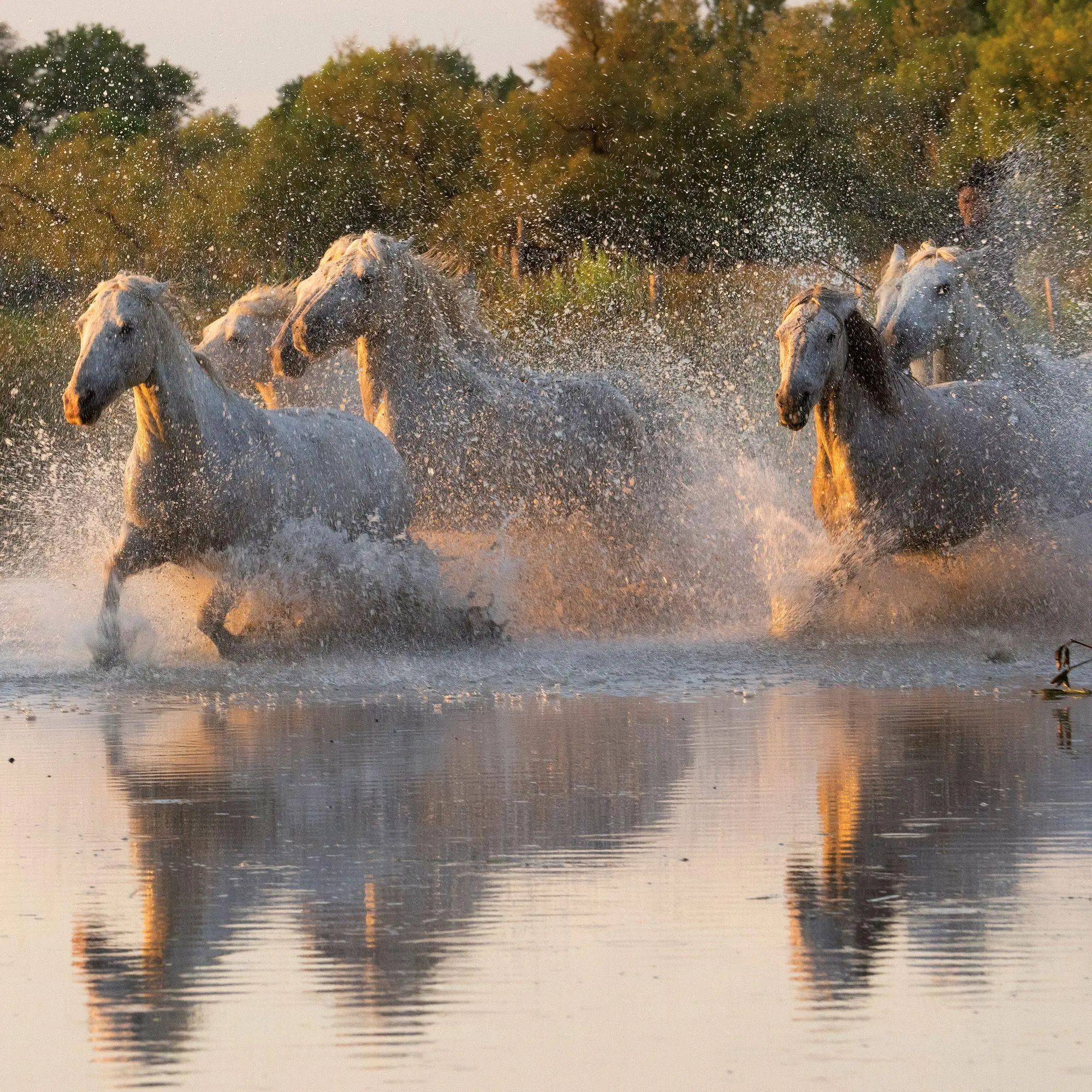 Bild: 9783959297172 | Pferde / Horses 2027 | Kalender 2027 | Kalender | Artwork Edition