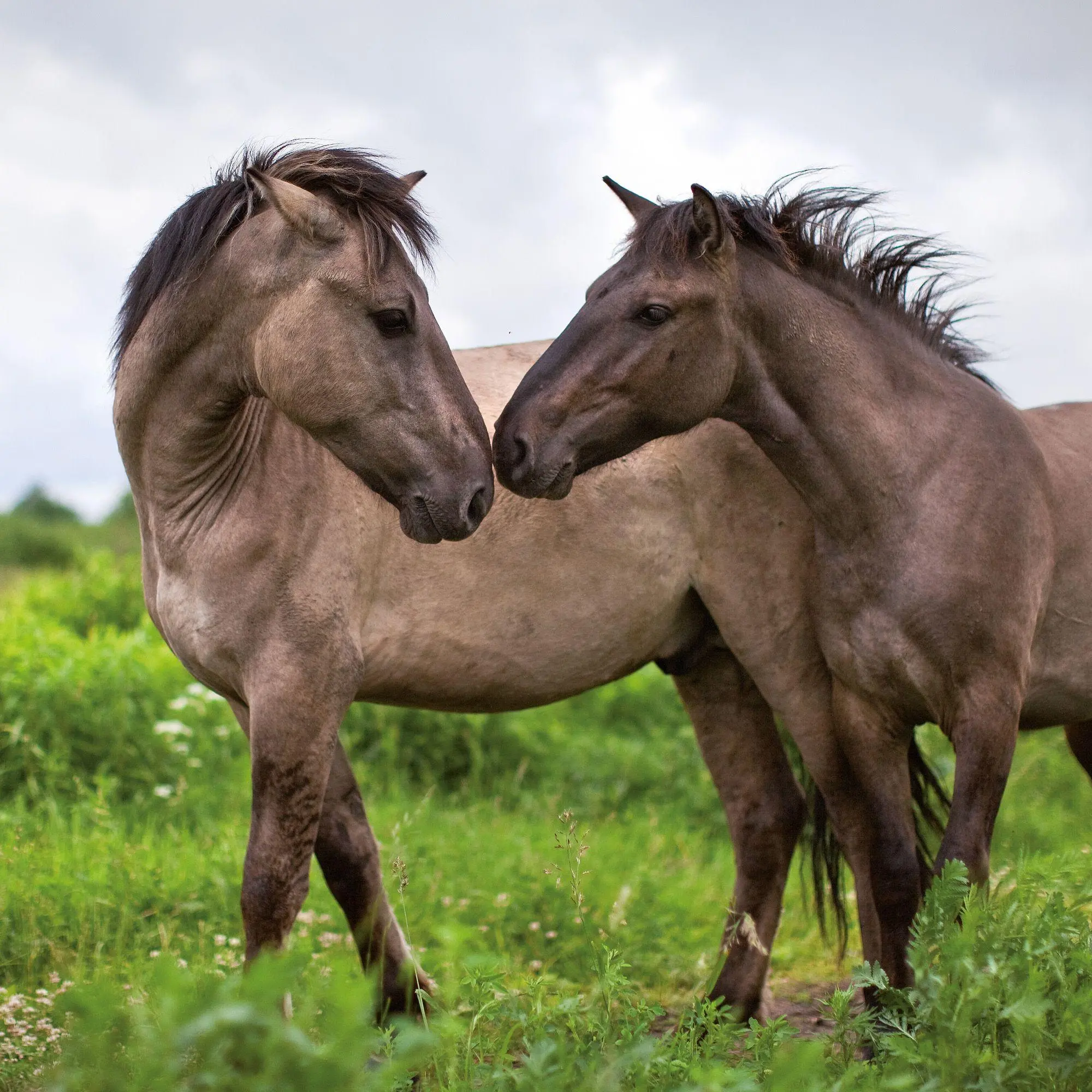 Bild: 9783959297172 | Pferde / Horses 2027 | Kalender 2027 | Kalender | Artwork Edition