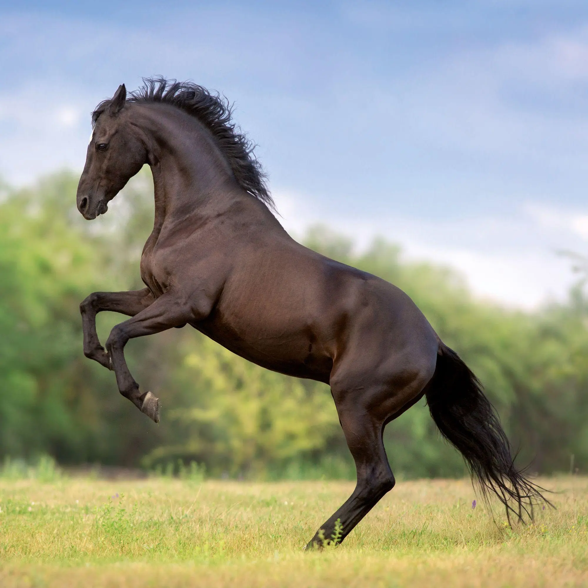 Bild: 9783959297172 | Pferde / Horses 2027 | Kalender 2027 | Kalender | Artwork Edition