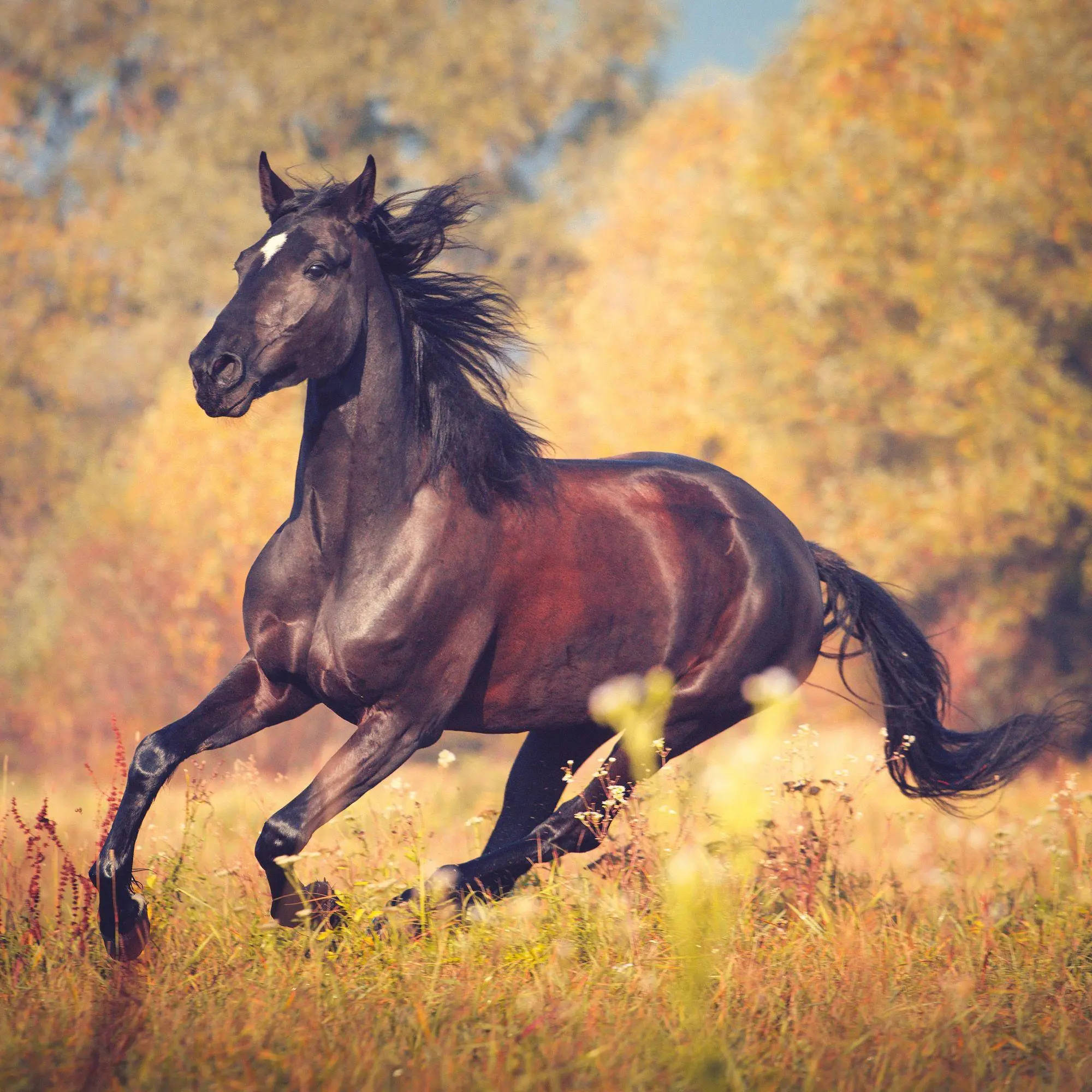 Bild: 9783959297172 | Pferde / Horses 2027 | Kalender 2027 | Kalender | Artwork Edition